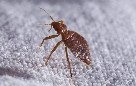 A bed bug crawling on white sheets