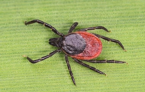 A deer tick crawling on a leaf