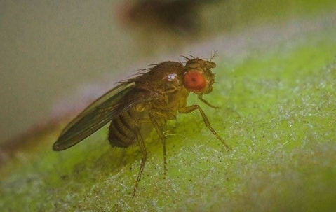 A fruit fly on a piece of lime