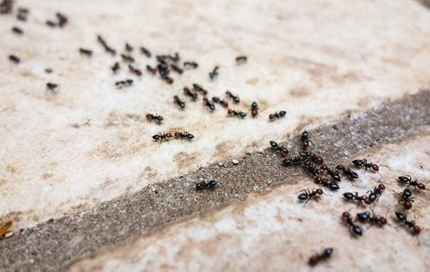 Ants crawling on a tile floor
