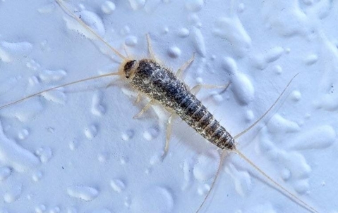 A close up image of a silverfish