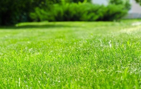A healthy green lawn in a yard