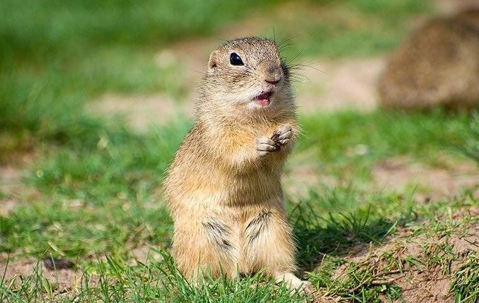 A ground squirrel in a yard