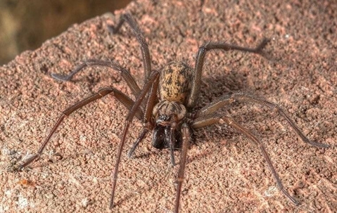 A house spider on top of a rock