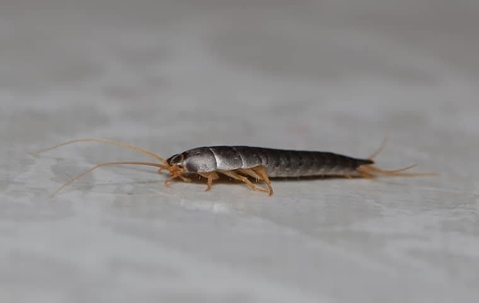 silverfish inside home