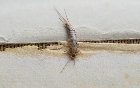 Silverfish on paper