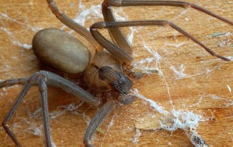 brown recluse spider crawling on the ground