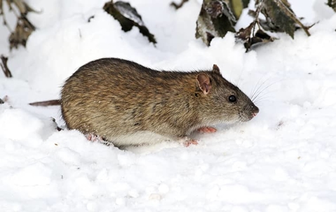 rat in snow