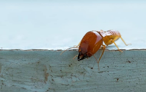 A close up image of a termite
