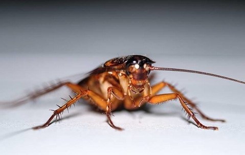 cockroach up close