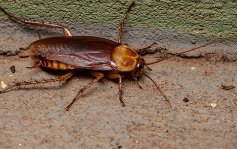 cockroach on a rock