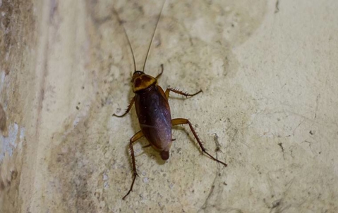 An American cockroach on a dirty surface