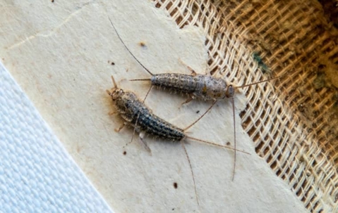 Silverfish destroy fabric and paper products