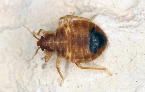 A bed bug in Fredericksburg
