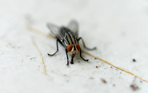 A house fly on a floor