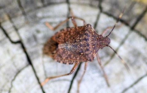 a stink bug crawling on wood