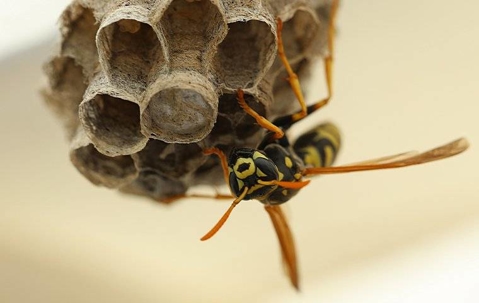 Wasp on its nest.