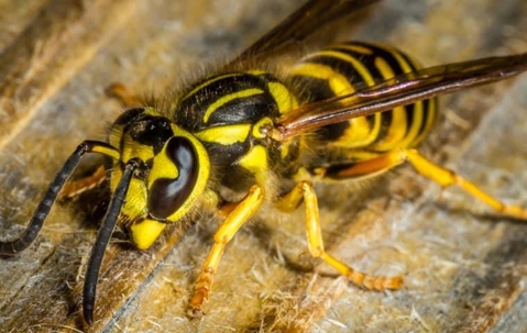 A close up image of a yellow jacket wasp