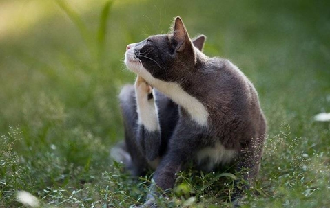 Gray cat with fleas.