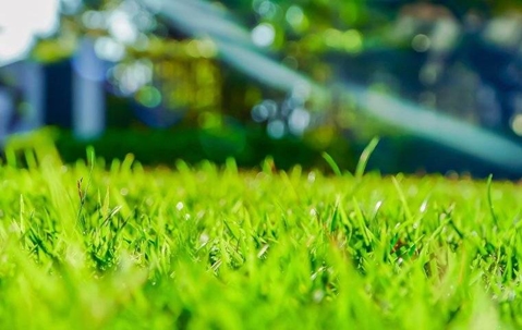 Healthy green lawn.