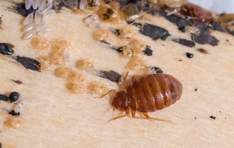 bed bugs on bedding