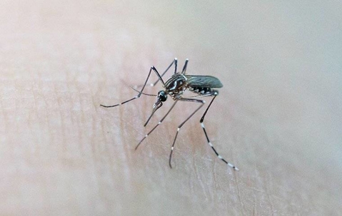 A close up image of a mosquito biting human skin