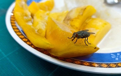 A house fly on a summer fruit