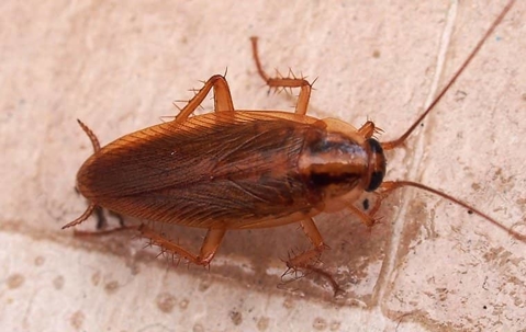 roach on shower tile
