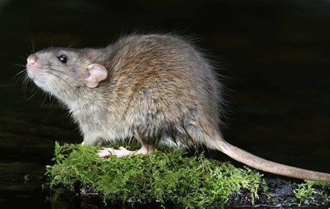 rat
