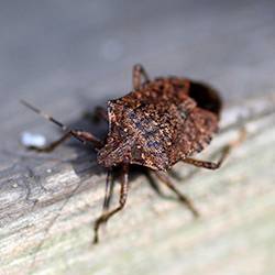 Stink bug inside a home.
