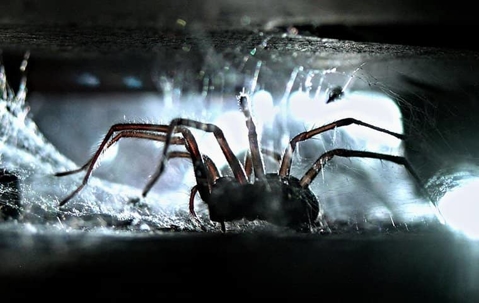 Spider in its web inside a home.