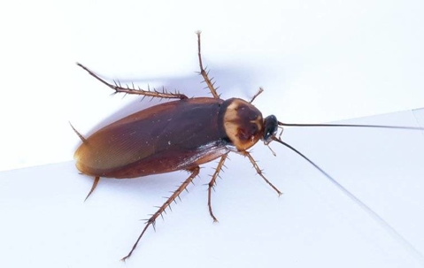 American Cockroach crawling on the floor.