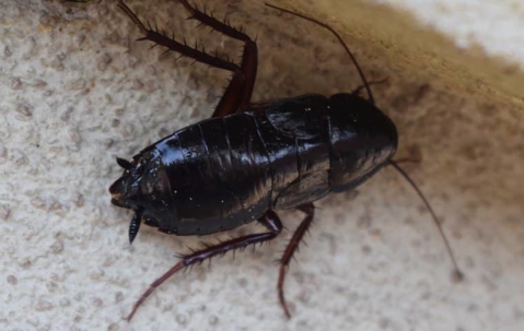 oriental cockroach on the counter