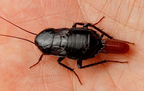 No.180 ローチェ ROACH祭り٩(ˊωˋ*)و ೨*˚ A Comprehensive Guide To Roaches In New Jersey