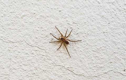 a spider crawling on a wall