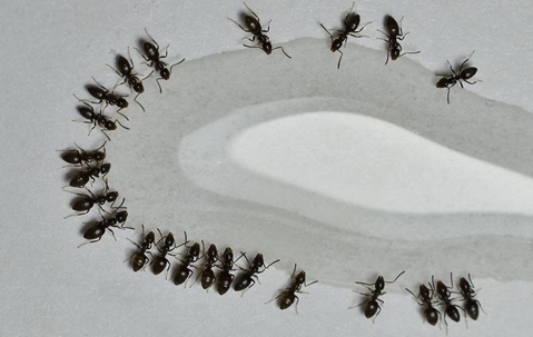 Ants drinking water.