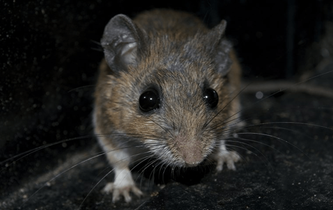 Mice in a basement.