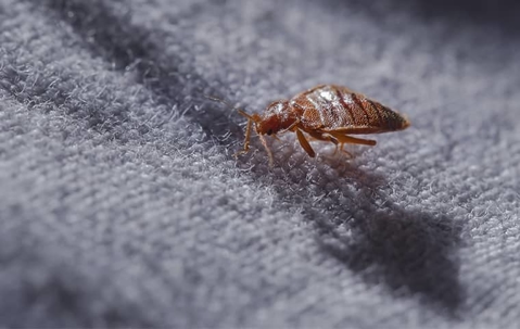 Bed bug crawling on fabric.