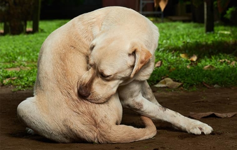 a dog struggling with fleas