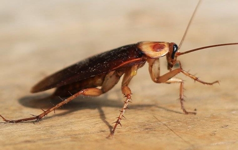 American Cockroach crawling on a table.