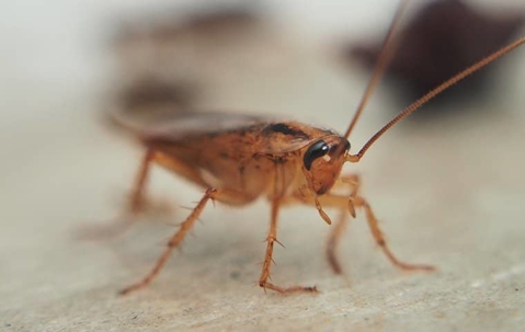 A close up image of a cockroach on a surface