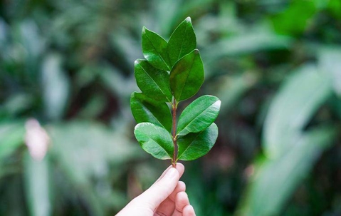 A person holding a plant
