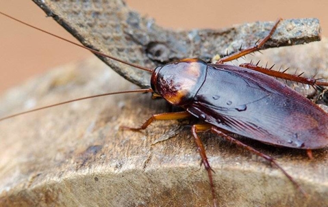 Cockroach crawling on furniture.