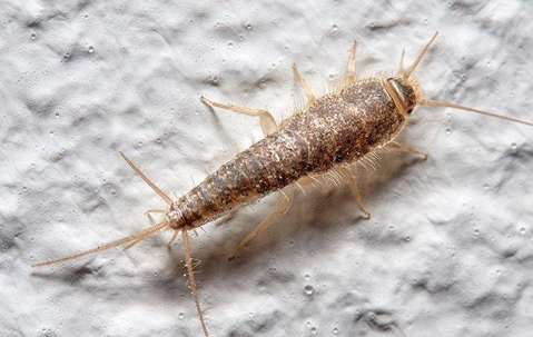 Silverfish crawling on drywall.