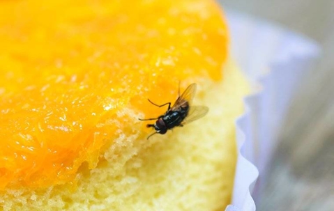 House fly on a cake.