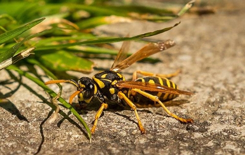 Hornet resting on pavement near grass.
