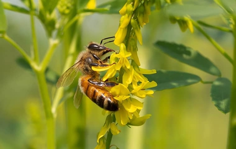 bee on leaves
