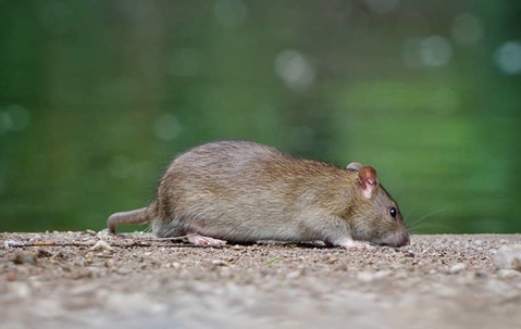 Rat on gravel path.