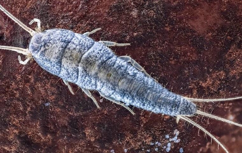 close up of silverfish