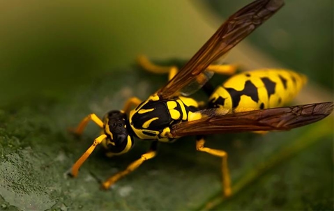 wasp on leaf